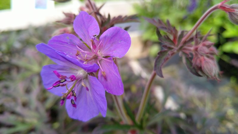 Geranium pratense 'Storm Cloud' Aas-kurereha